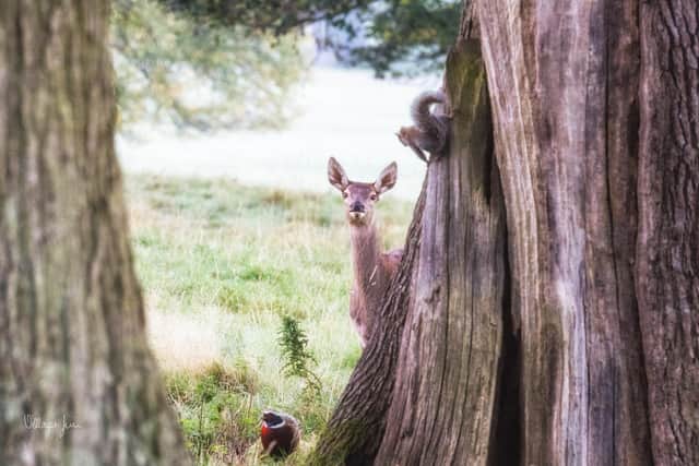 Bambi's Friends, as taken by Villager Jim