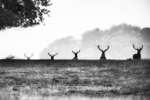 Ascent of Stag - One in a million shot this one. Getting 6 stags standing together all going up in size, tell me what those odds were ?