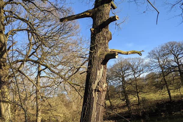 The tree is at least 250 years old.