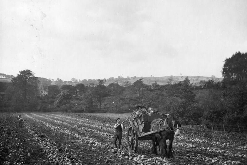April 1945:  The mangold harvest being collected in a field in Derbyshire.  (Photo by H. Smith/Fox Photos/Getty Images)