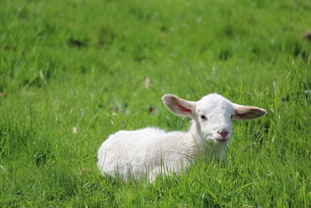 Help bottle feed lambs at Chatsworth with the lamb feeding experience, available until May 27.
A great chance for you to get up close with lambs, the experience includes access to the farmyard and playground on the day. Book at https://www.chatsworth.org/events/lamb-feeding-experience/.
