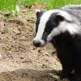 A badger cull is expected to be announced.