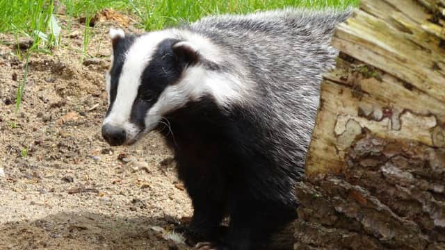 A badger cull is expected to be announced.