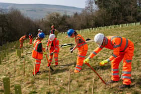 Hundreds of trees are being planted in areas around the Hope Valley line to ensure the project leaves a positive environmental legacy.