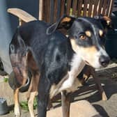Nova was a model patient and kept calm while experiencing considerable pain.