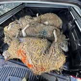 The incident saw four ewes killed.
