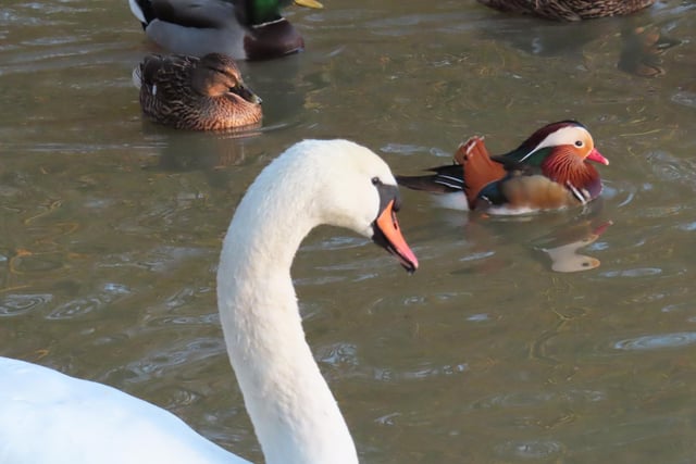 David Hodgkinson spotted this selection of birds at Shipley Park recently.