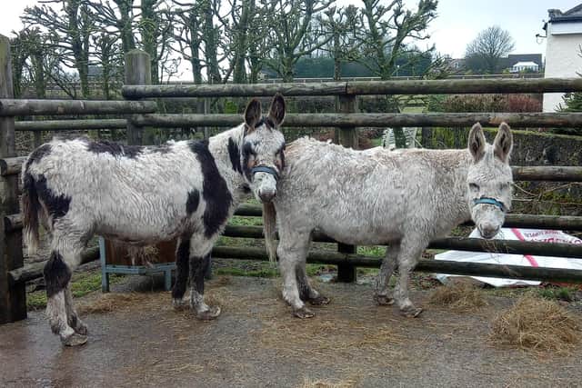 Flossy and Jubilee were dishevelled and in poor health when they were discovered