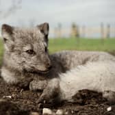 Storm, Rosie, and Dena have joined the 53 Degrees North Polar Reserve at Peak Wildlife Park. Phot Peak Wildlife Park