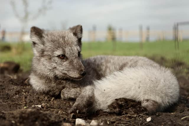 Storm, Rosie, and Dena have joined the 53 Degrees North Polar Reserve at Peak Wildlife Park. Phot Peak Wildlife Park