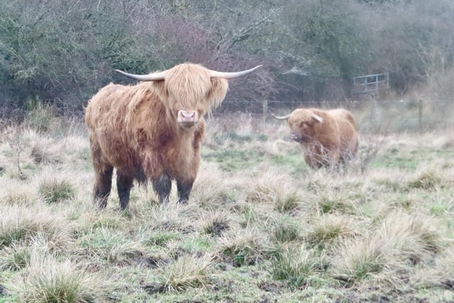 Here's looking at you! A lovely shot from David Hodgkinson shows these Highland bulls at Shipley Park.