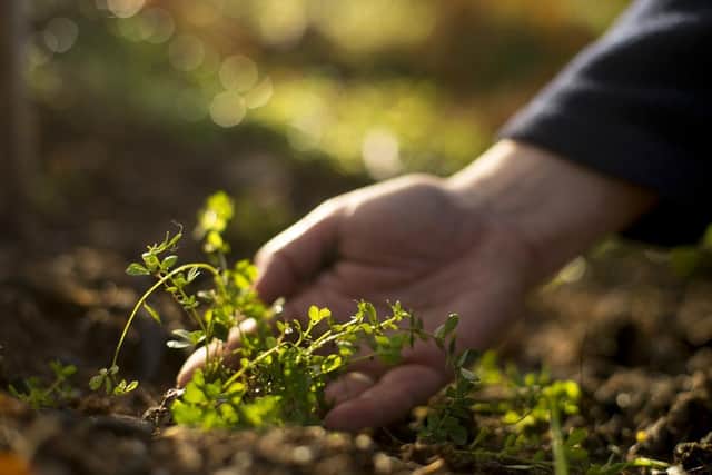 Other recommendations may involve engaging with the environment through activities like planting wildflowers. (Photo: Ben Hall/RSPB)