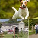 Where will you take your dog for a day out in Derbyshire? Main photo in montage: Shutterstock/Ammit Jack.