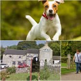 Where will you take your dog for a day out in Derbyshire? Main photo in montage: Shutterstock/Ammit Jack.