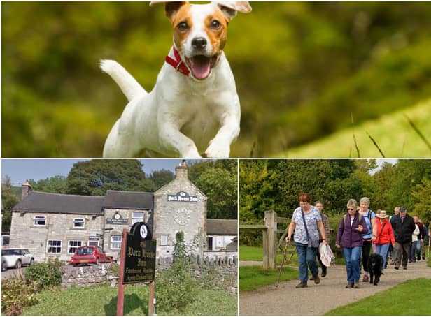 Where will you take your dog for a day out in Derbyshire? Main photo in montage: Shutterstock/Ammit Jack.