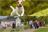 Where will you take your dog for a day out in Derbyshire? Main photo in montage: Shutterstock/Ammit Jack.