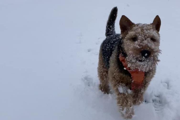 A happy doggo in the snow. Photo Debbie Clarke