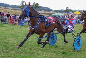 Greentree Loveart, race six winner at Longnor Races. Sarah Thomas Equine Photography