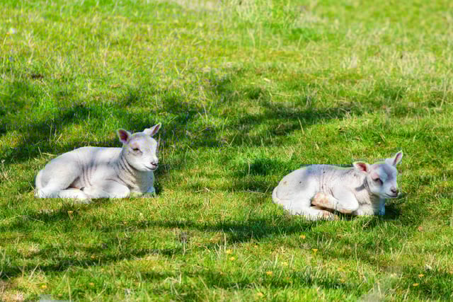 Ripley's Dave Long was on the spot to take a lovely snap of these spring lambs enjoying the sunshine.