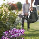 How to keep your garden healthy during hotter summers