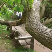 The weight of the branch was enough to break the bench where people were sat moments before.