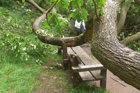 The weight of the branch was enough to break the bench where people were sat moments before.