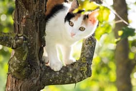 Derbyshire Fire and Rescue Service was called out 62 times  to help animals who found themselves in trouble.