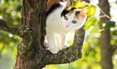 Derbyshire Fire and Rescue Service was called out 62 times  to help animals who found themselves in trouble.