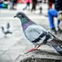 Birds
