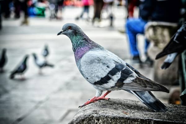 Birds