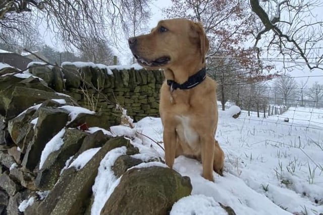 This lovely dog enjoyed the snowy views. Pic Liz Cassidy