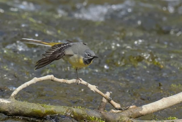 A wonderful close-up shot by Andy Gregory shows this grey wagtail preening its feathers by the River Wye near Buxton.