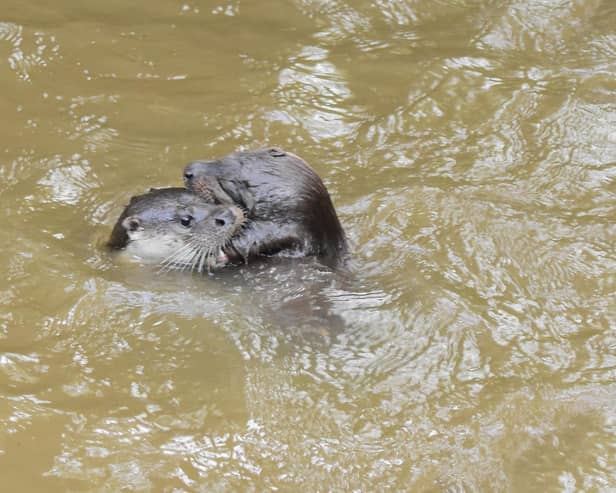 ​Here’s a playful photo from Andy Scott showing a couple of otters in the River Rother at Chesterfield.