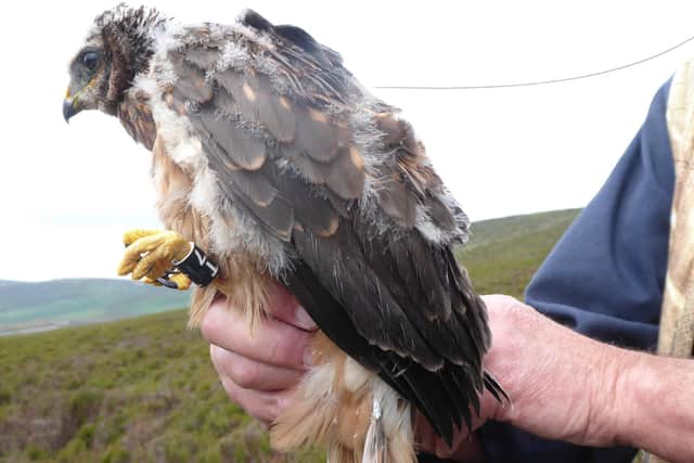 Maia the hen harrier has been tagged and the RSPB and partners hope to track her progress over the coming months and years.