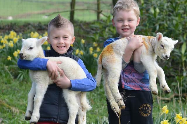 Cousins Alfie Frawley and Jacob Barratt with a pair of Easter lambs