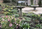 Meveril Lodge on Lesser Lane is taking part in the National Garden Scheme Snowdrop Festival.