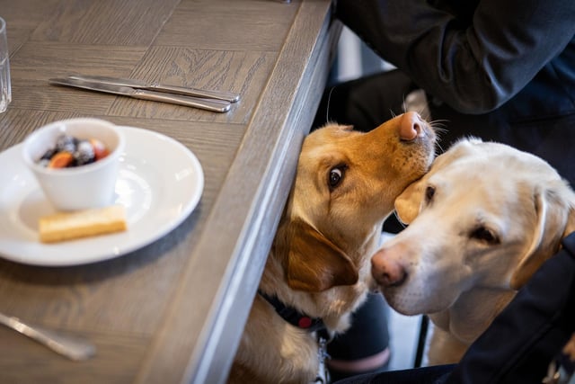 BM - dark 280325 123 - Two of the guide dogs in attendance at the Dinner in the Dark event at Midshires Meadow