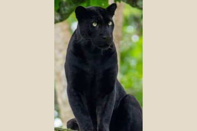 John Broomhead said that he had a close encounter with a big black cat in the Peak District.