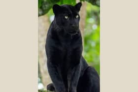 John Broomhead said that he had a close encounter with a big black cat in the Peak District.