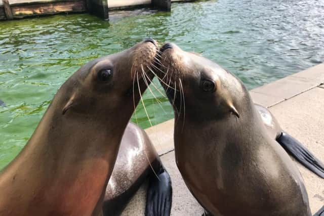 Sealions Lara and Bailey.