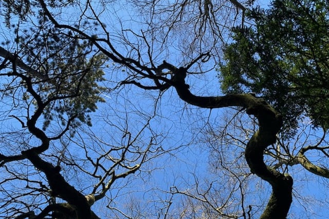 A striking photo from Pauline Baines shows some of the branch formations above Buxton's The Slopes.