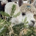 Alpacas dine on donated Christmas trees