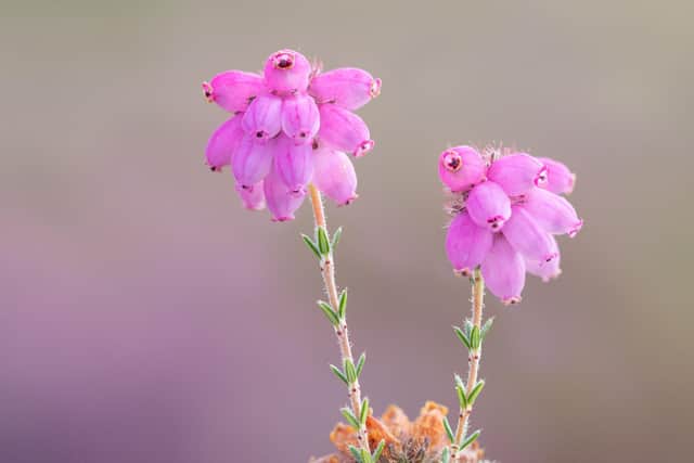 Cross-leaved heather is another species now thriving on the restored moorlands.