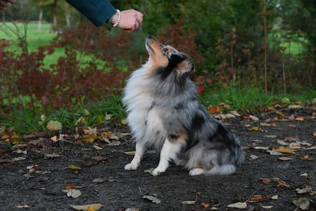 Training your dog can sometimes feel like a minefield - Animal News Agency