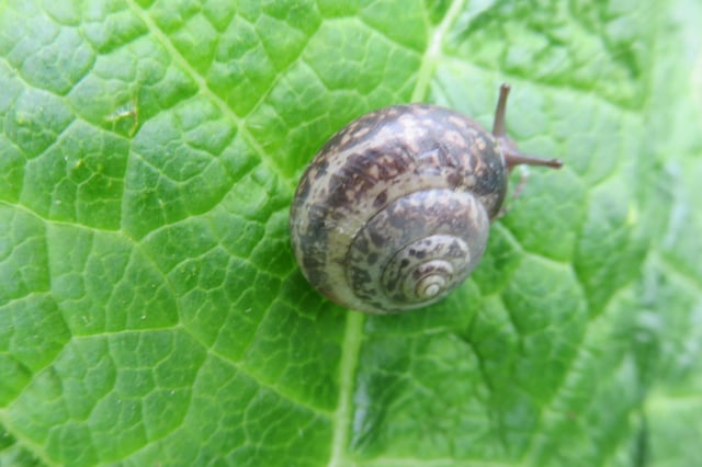 Irene Gilsenan captured this incredible close-up of a snail sat munching on a leaf in Bradwell Dale.
