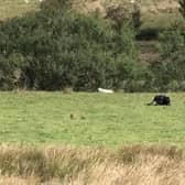Josh and his friend Ben are convinced they came across a big cat in the Peak District in September 2022.