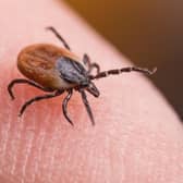 Ticks are becoming increasingly common in the UK, due to excess vegetation and restrictions on sheep grazing.