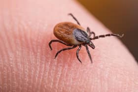 Ticks are becoming increasingly common in the UK, due to excess vegetation and restrictions on sheep grazing.