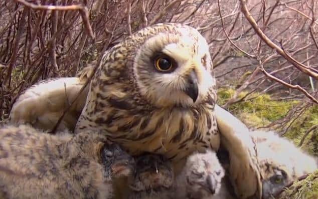 Short-eared owl with chicks on the Longshaw estate in this still from an episode of Springwatch (photo: BBC).