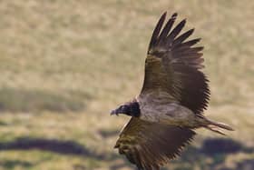 Taken by Will Bowell, for Sheffield and Rotherham Wildlife Trust.